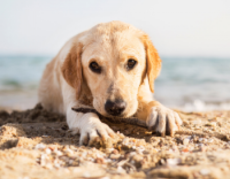 PET FRIENDLY OUTER BANKS RENTALS