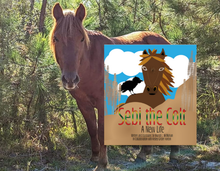 Sebi the Colt