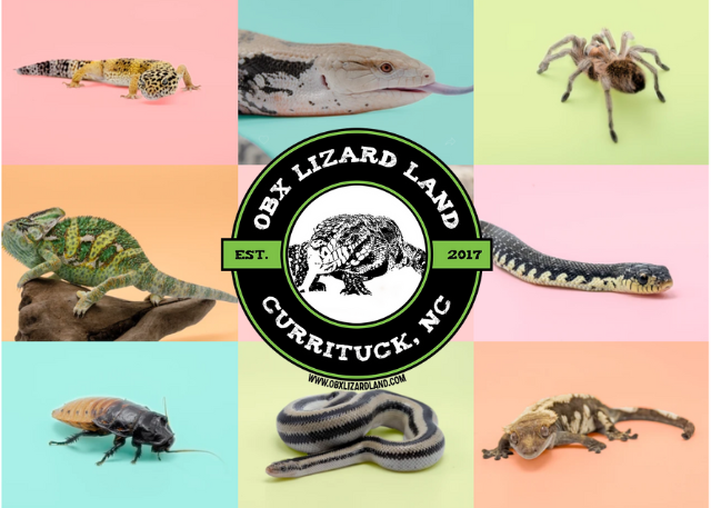 OBX Lizard Land 