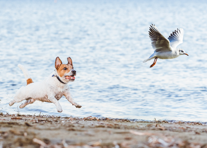Dog chasing seagulls Dog chasing seagulls